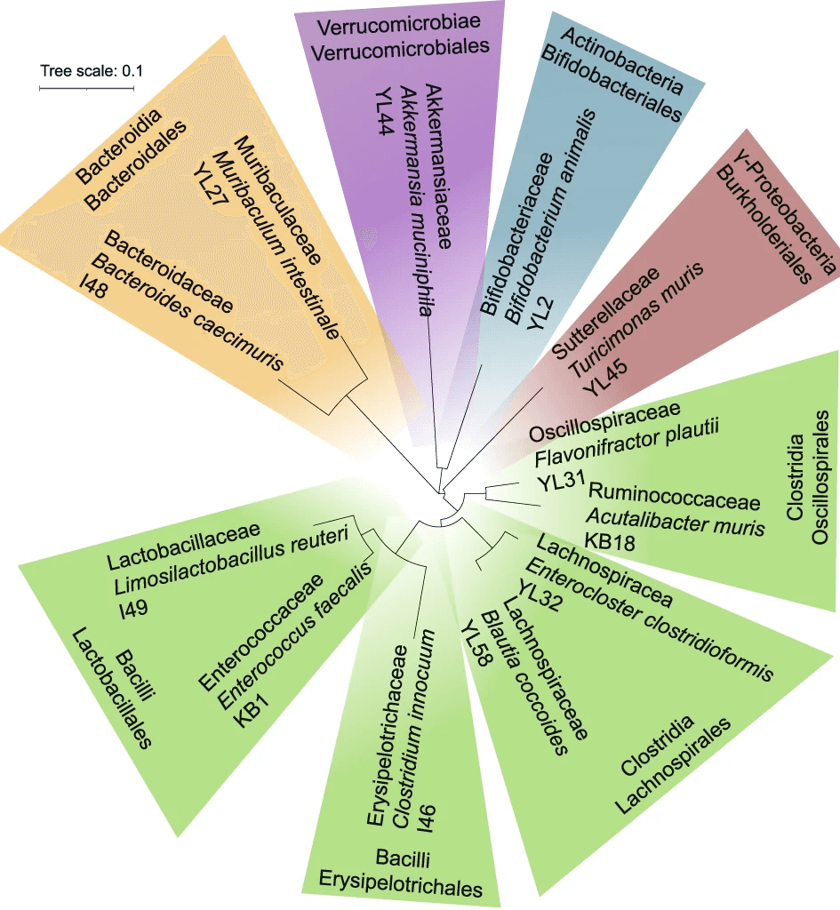 ecology of a synthetic gut community