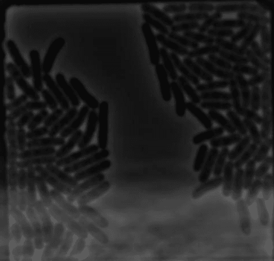 timing of toxin release in bacterial warfare
