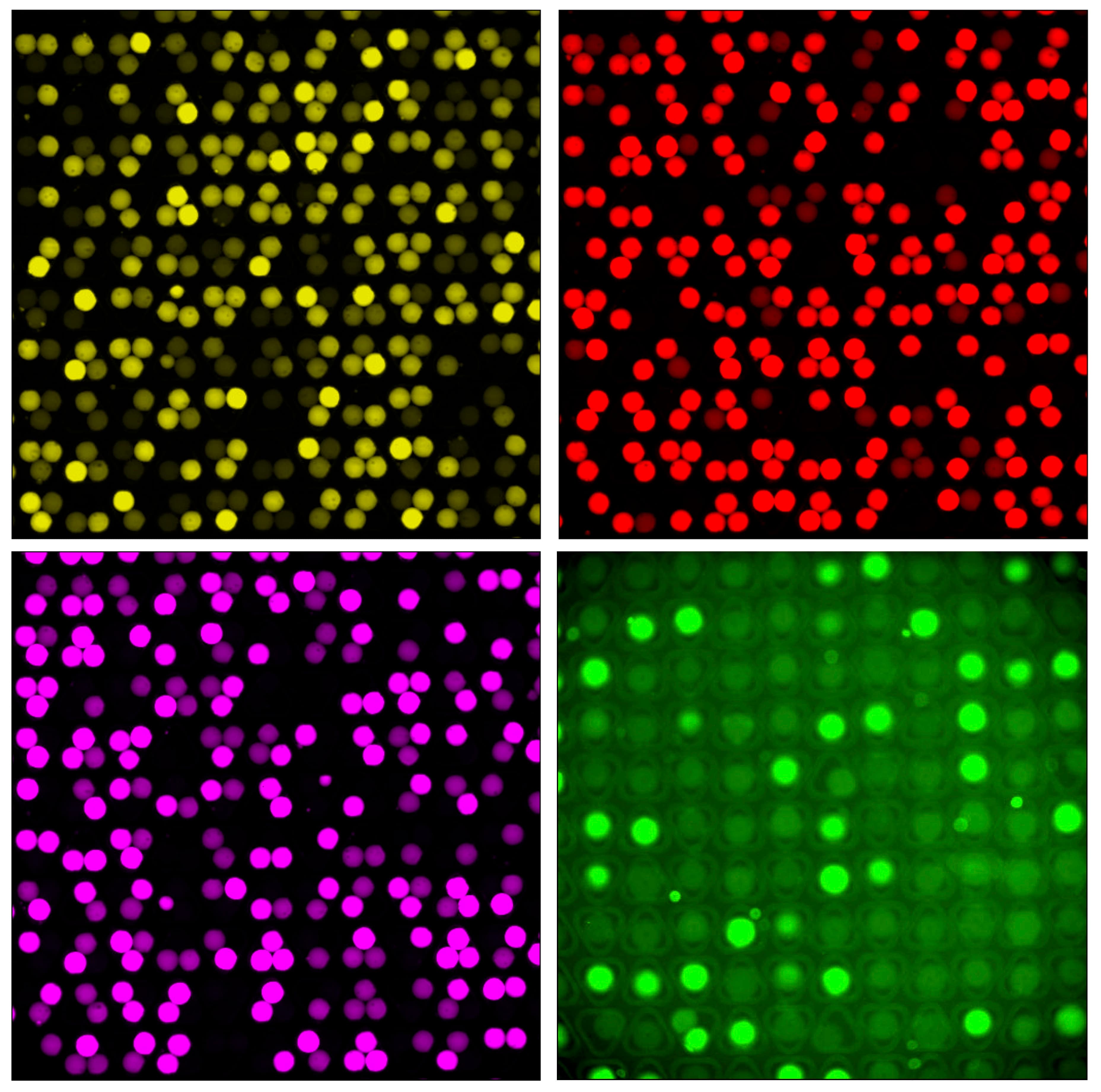 functional redundancy and bacterial interactions in marine bacterial communities
